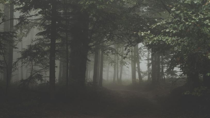 Mørk uhyggelig skov med tåge.