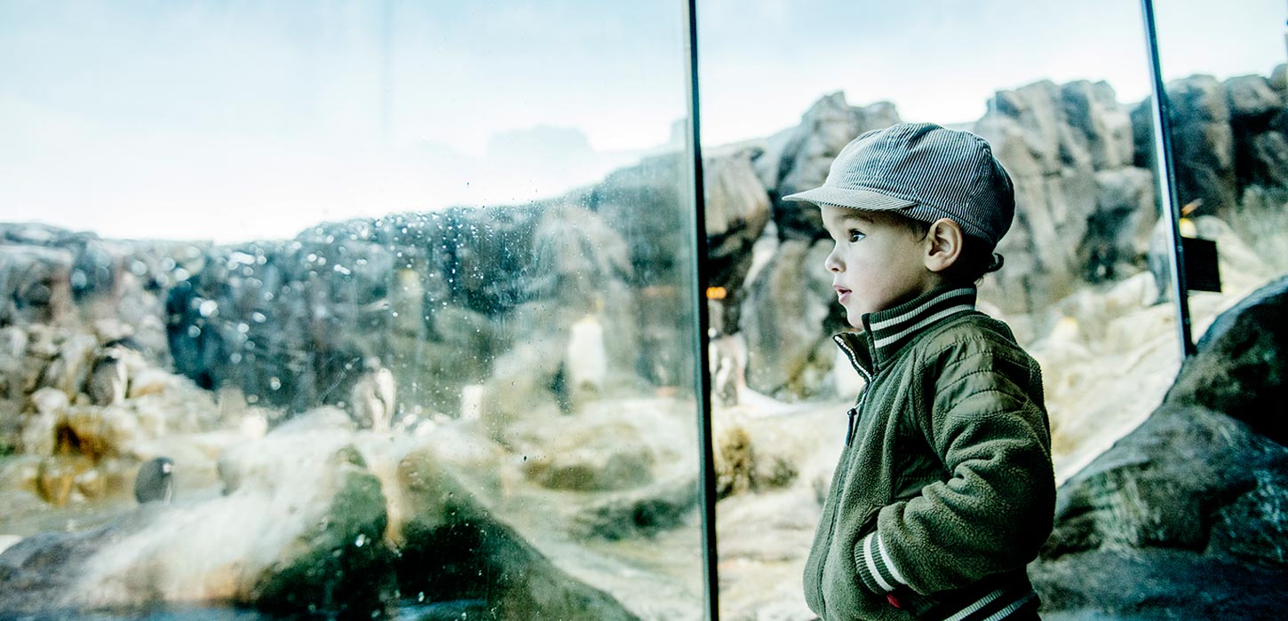 Kom Helt Taet Pa Dyrene I Odense Zoo Kom Helt Taet Pa Dyrene I Odense Zoo