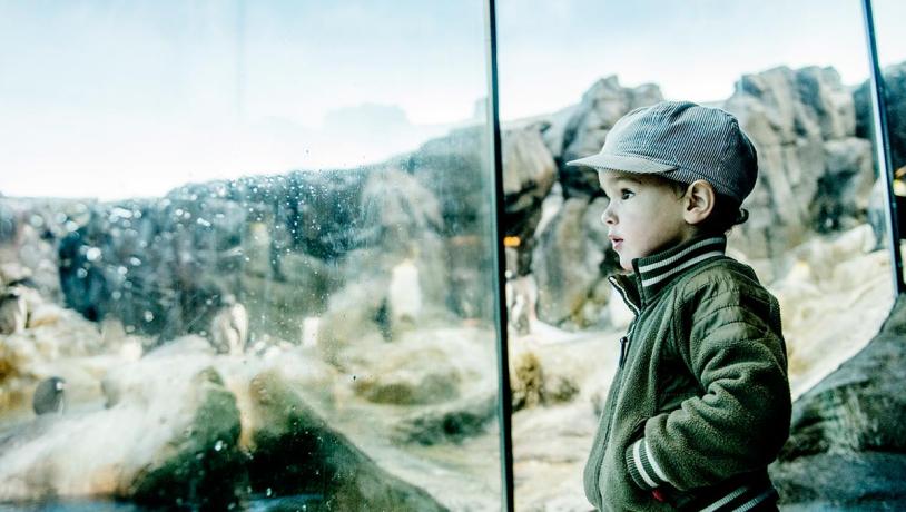 En lille dreng med grøn jakke og kasket står med hænderne i lommerne og kigger på pingviner i et glasbur.  