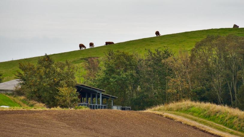 Naturen på Bjørnø er skøn