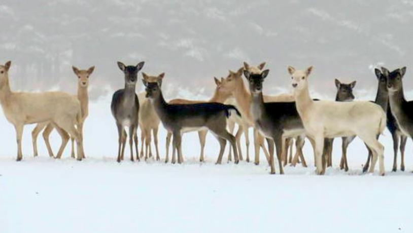 På jord dækket af sne står 14 dådyr. 7 hvide og 7 sorte.