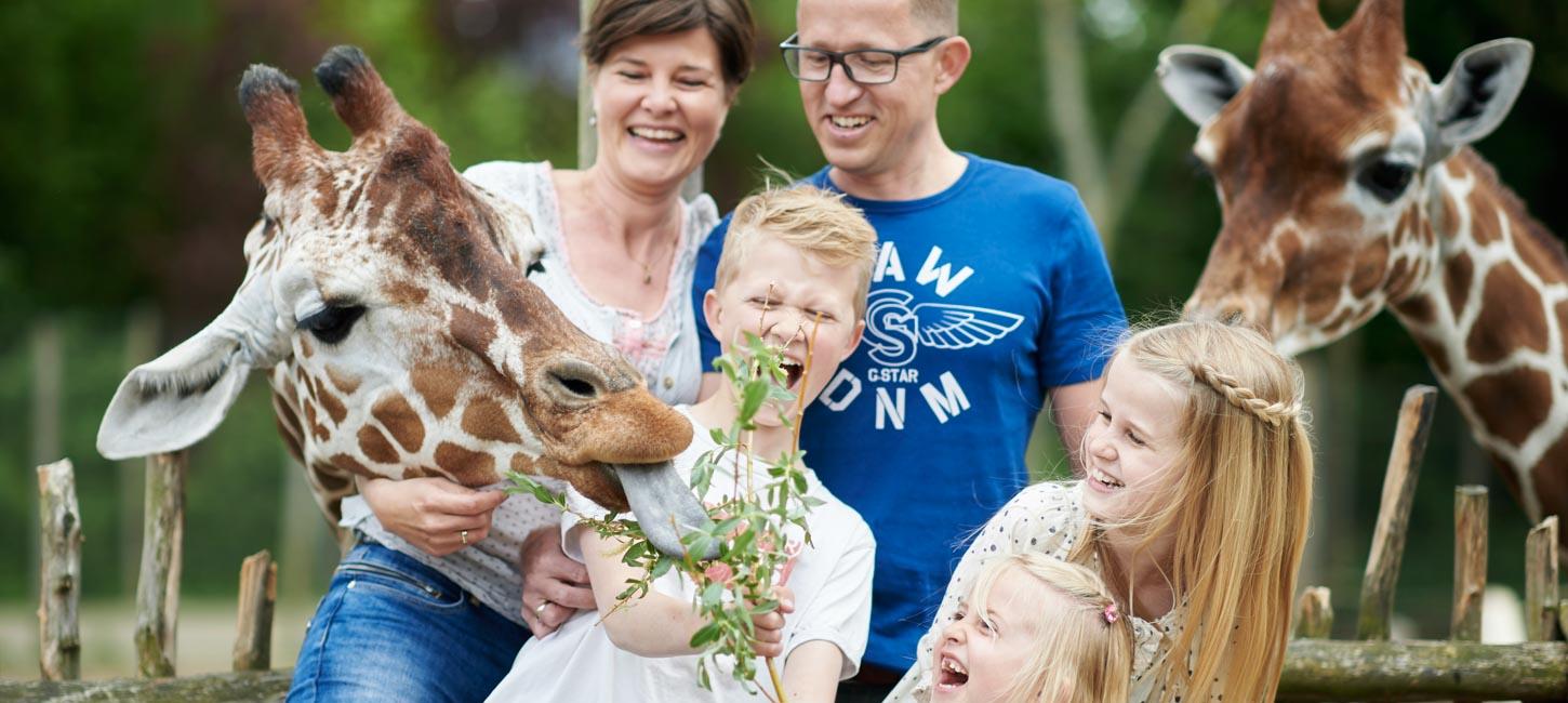 En dreng fodrer en giraf, mens en kvinde, en mand og to piger griner og kigger på.