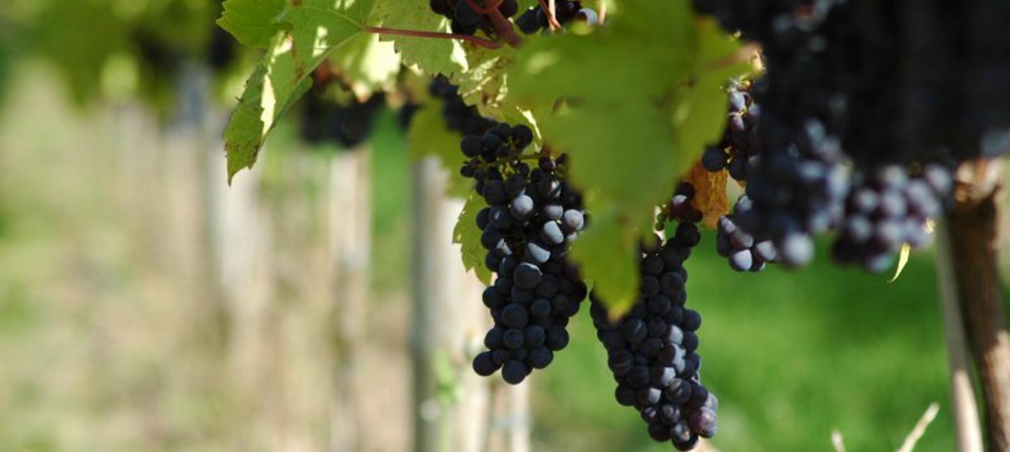 Vinrute - Vandring & Vin