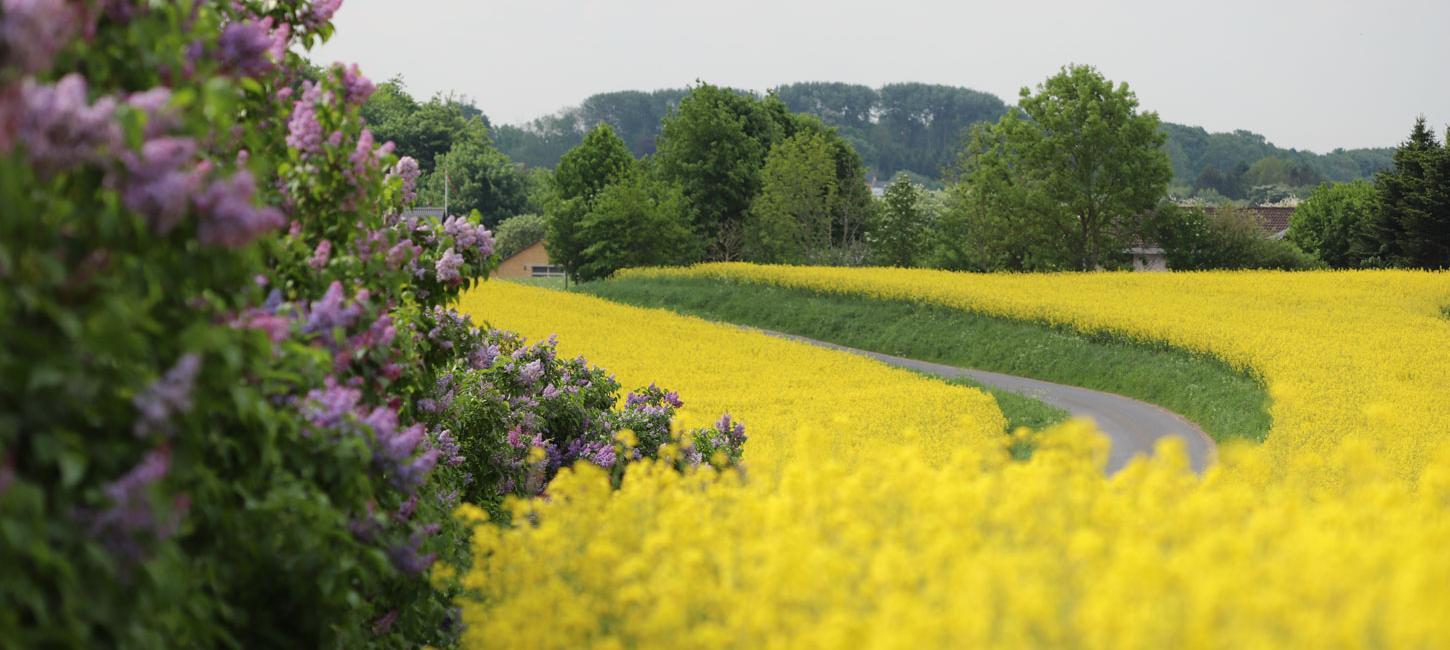 View ud over gul raspmark, der skæres igennem af en snoet vej. Blomstrende lyslilla syrenhegn i den ene side af billedet og prægtige, grønne træer i baggrunden.