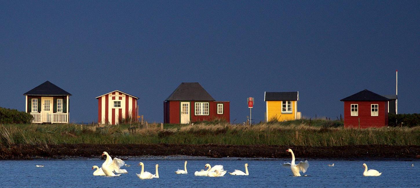 svaner og små huse ved Vesterstrand, Ærøskøbing, Ærø 