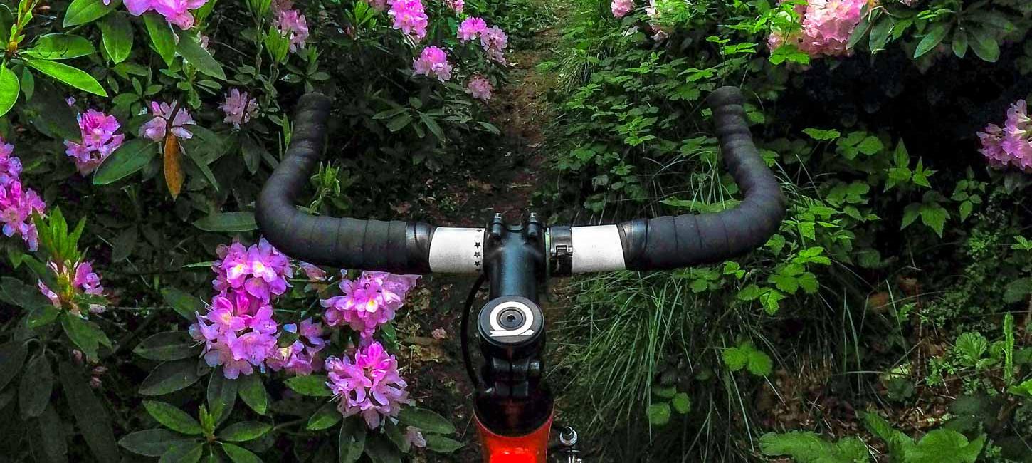 I midten af billedet ses et sort cykelstyr, som peger mod en cykelsti. På hver side af stien ses en busk med lilla blomster.