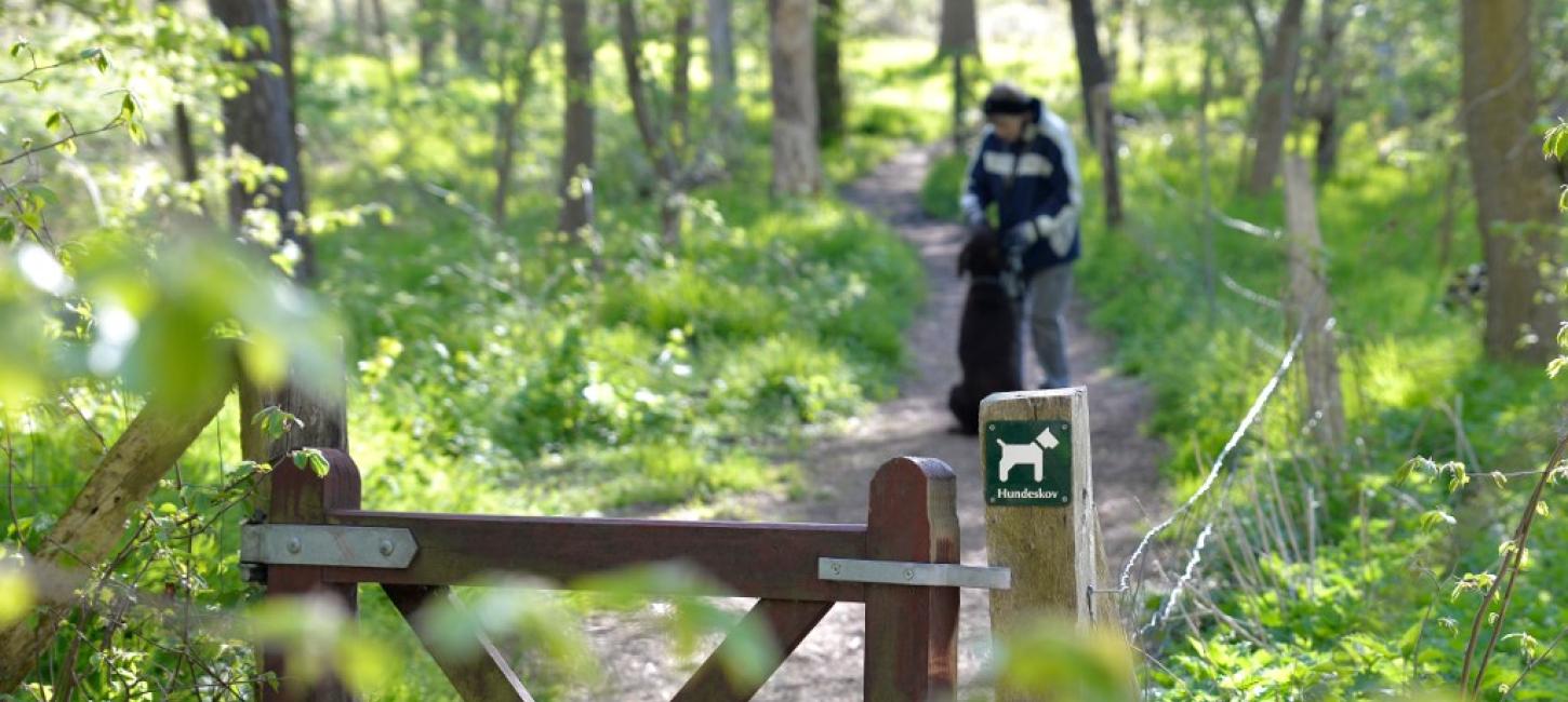 hundeskov natur middelfart skov gå fyn