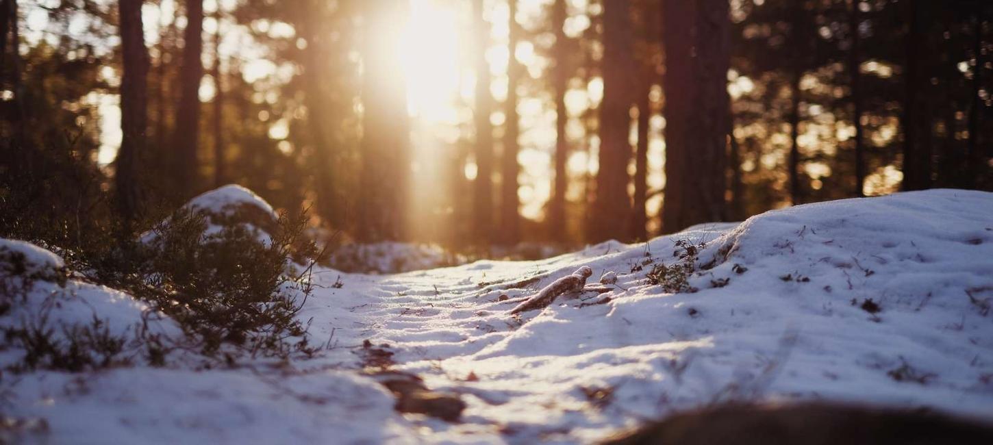 Frøperspektiv af skovbunden, som er dækket af sne og i horisonten skinne solen igennem træerne