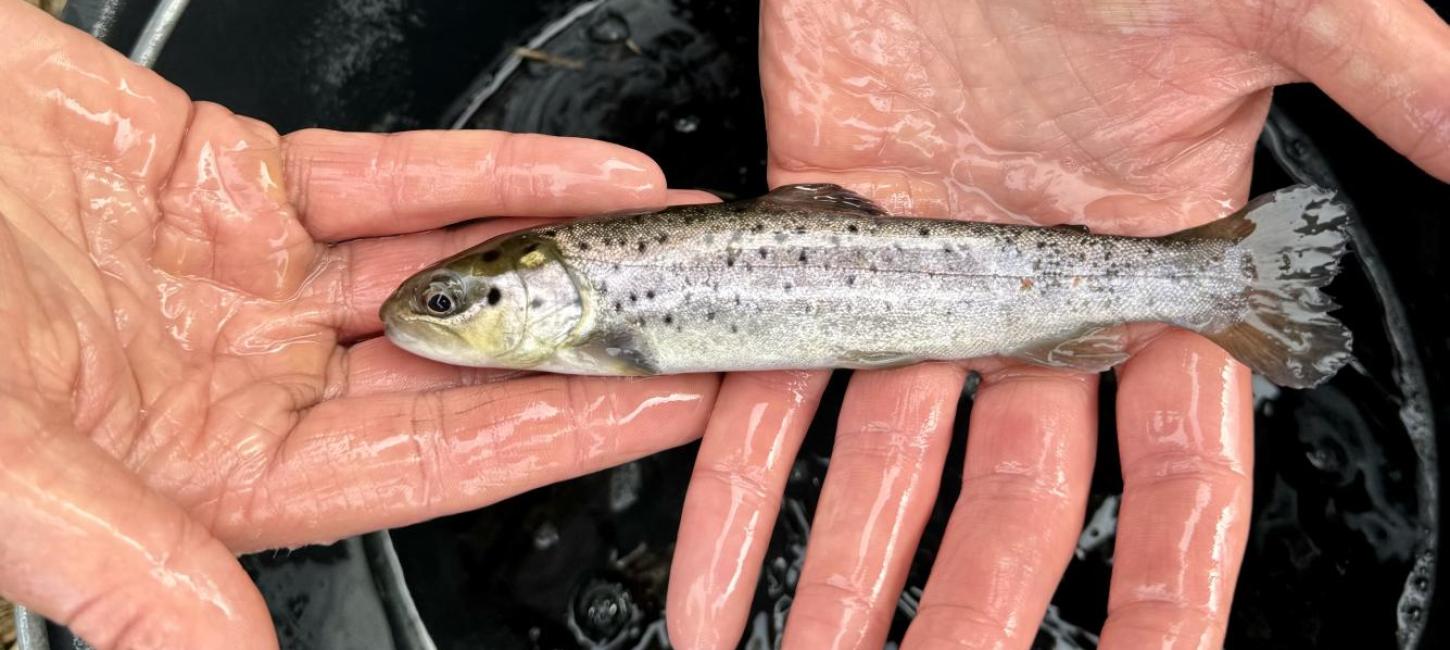 Smolt holdes af våde hænder henover en spand med vand