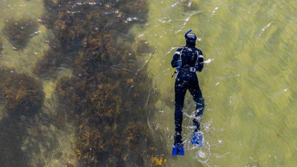 Dykning dyk diving aktiv hav Fyn øhavet