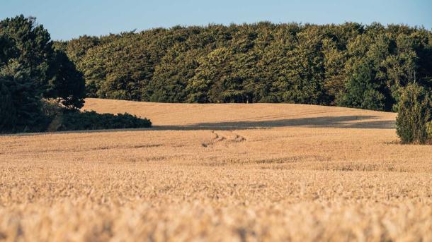 Oplev naturen på Langeland