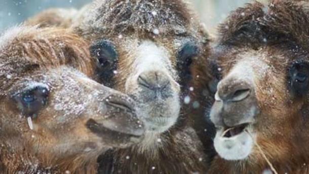 Close-up af tre kameler i snevejr.