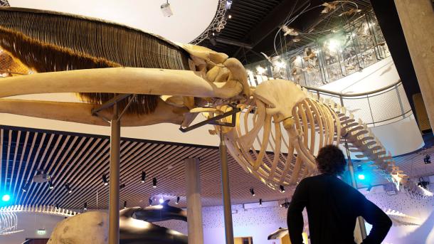Et stort skelet af en sejhval udstillet på et museum. 