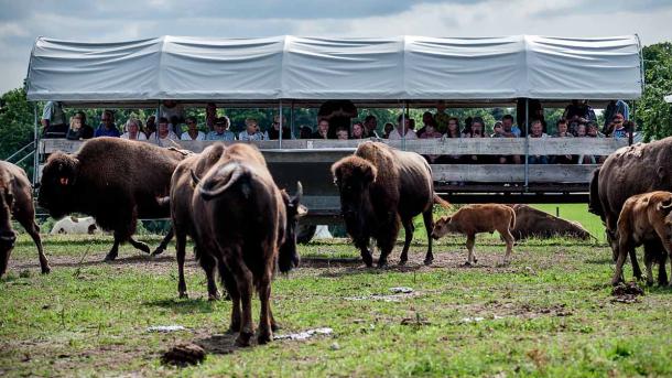 En flok bisoner med bisonkalve. I baggrunder står en masse mennesker og iagttager bisonerne under et hvidt overdække.