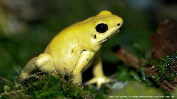 terrariet vissenbjerg reptile zoo fyn oplevelser dyr