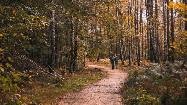 Et par er på vandring i en efterårsskov i varme farver.