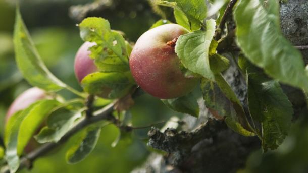 æbler pluk selv frugtplantage 