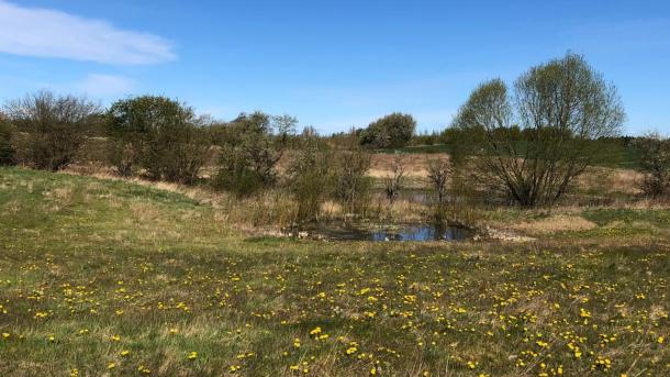 Naturbillede af et naturlandskab, hvor der er store vandpytter i græsset og blå himmel