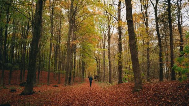 Mand ses langt fra gående i en skov. Bunden er fyldt med brune visne blade og træerne er ved at smide de sidste blade.