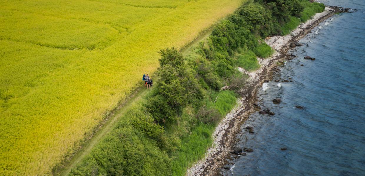 Dronefoto af to vandrere på en sti med en gul rapsmark på den ene side og blåt hav på den anden side.