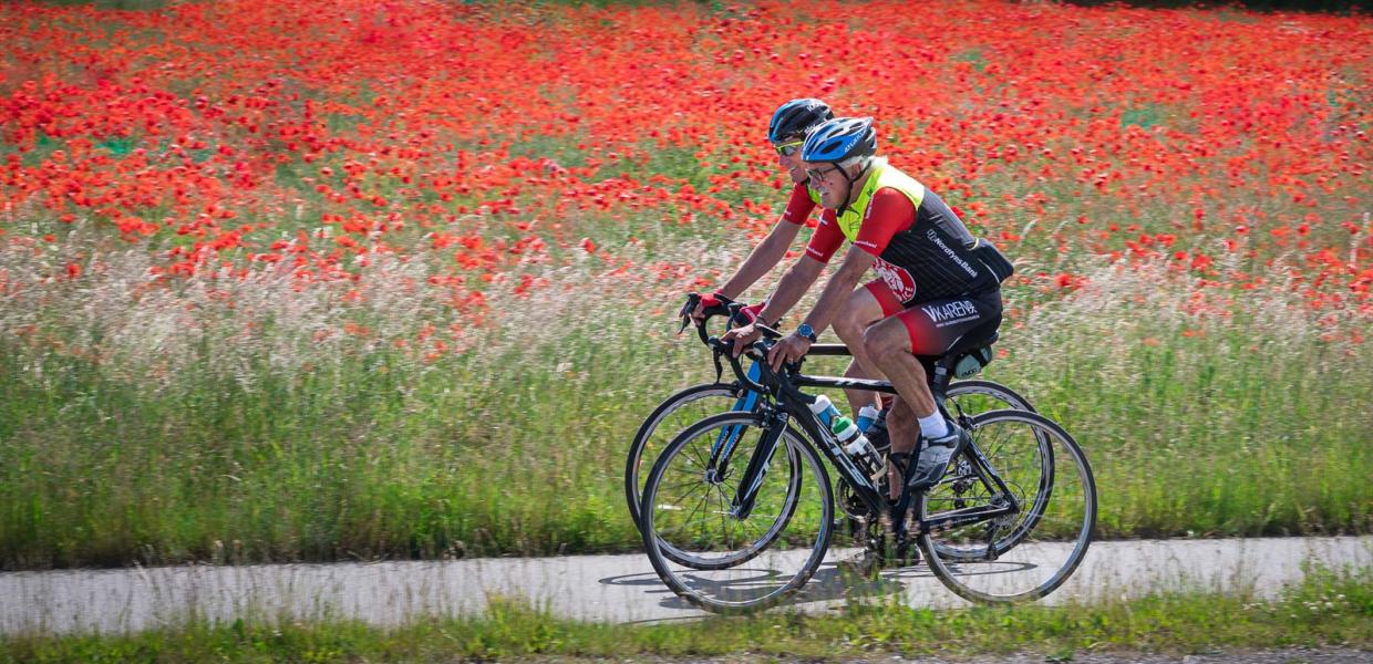 To landevejsryttere cykler foran en valmuemark i fuld flor.