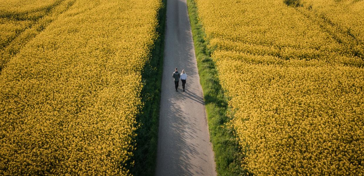 En smal vej gennemskærer en gul, solbeskinnet raspmark. Billedet er taget oppefra, så vejen skærer billedet over i to. Der går to mennesker på vejen.