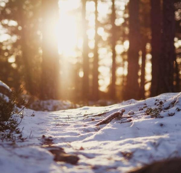Frøperspektiv af skovbunden, som er dækket af sne og i horisonten skinne solen igennem træerne