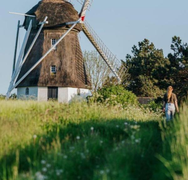 Kvinde går i siden af en grøn mark, Vester Mølle, hollands mølle, ses i baggrunden.