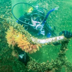 Dykning dyk diving aktiv hav Fyn øhavet