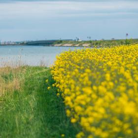 Tåsinge står ekstra flot, når rapsmarkerne blomstrer