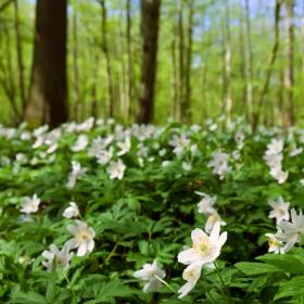 Skovbund med blomstrende anemoner, lysegrønne træer i baggrunden
