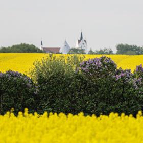 Et blomstrende syrenhegn skærer gennem en gul raspmark på tværs af billedet. I baggrunden troner en klassisk hvid kirke med røde tårne og tage sig op. Himlen er grå.