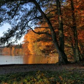 Langesø skov nordfyn