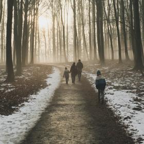 skov vinter vandring natur sne