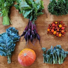Et bord med friske grøntsager. Kålblade, hokkaido, små rødbeder, tomater, broccoli, forskellige krydderurter, gulerødder med top, bladbede og fennikel