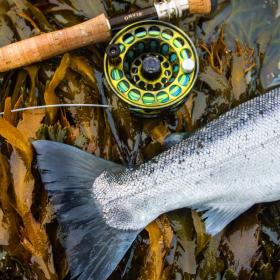Et billede af bagkroppen af en sølvfarvet fisk og håndtaget af en fiskestang med hjul og line