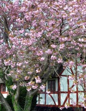 Et fyldigt blomstrende kirsebærtræ med lyserøde blomster foran et bindingsværkshus  med rødt bindingsværk, der er omkranset af en have.